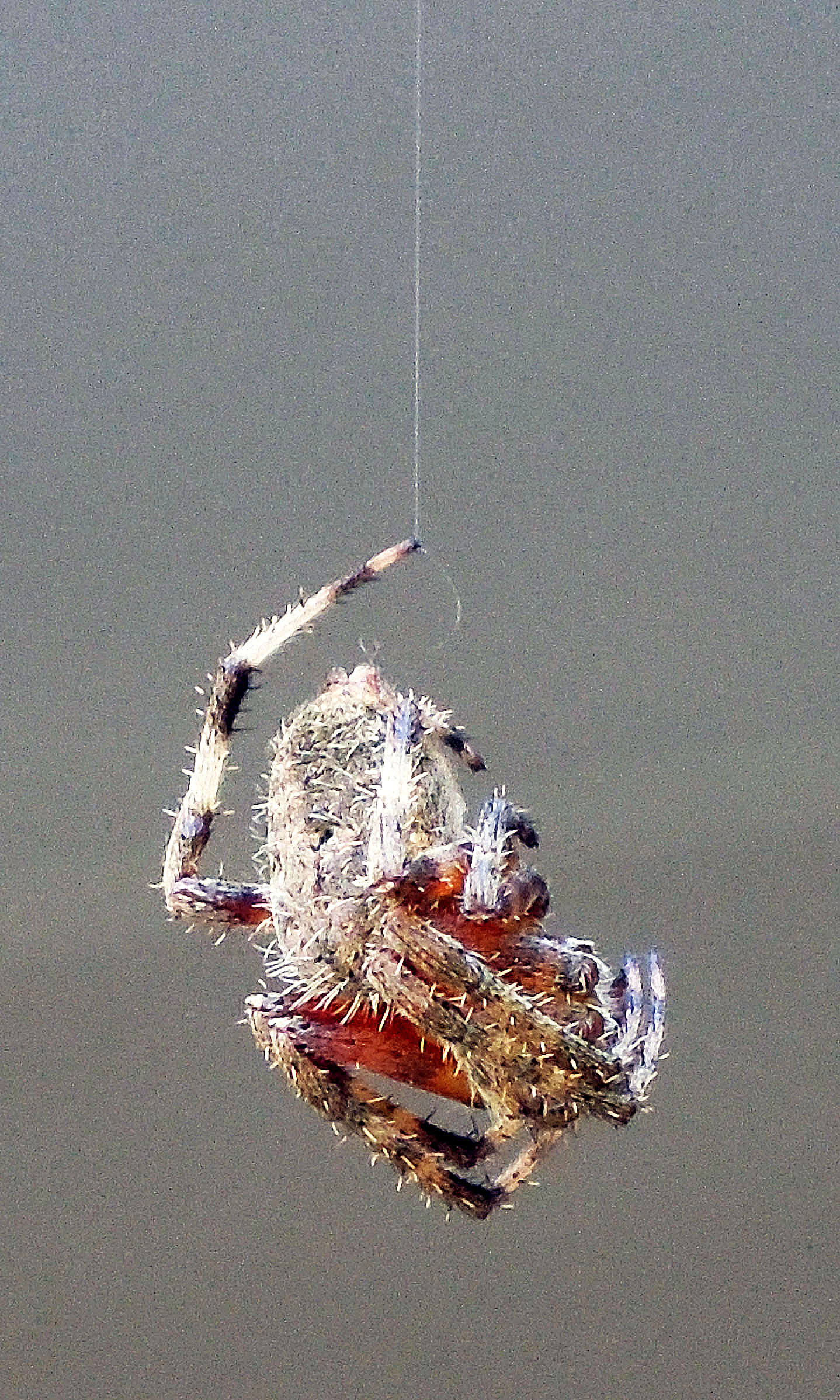 This fella was dangling on our garage door.  I thought it was so gracious of him to spin low enough for my  lens to capture his lovely arthropod image!!!