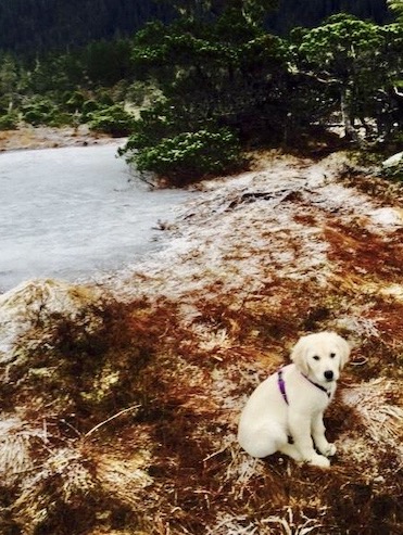 Spirit on beach - big space for small pup