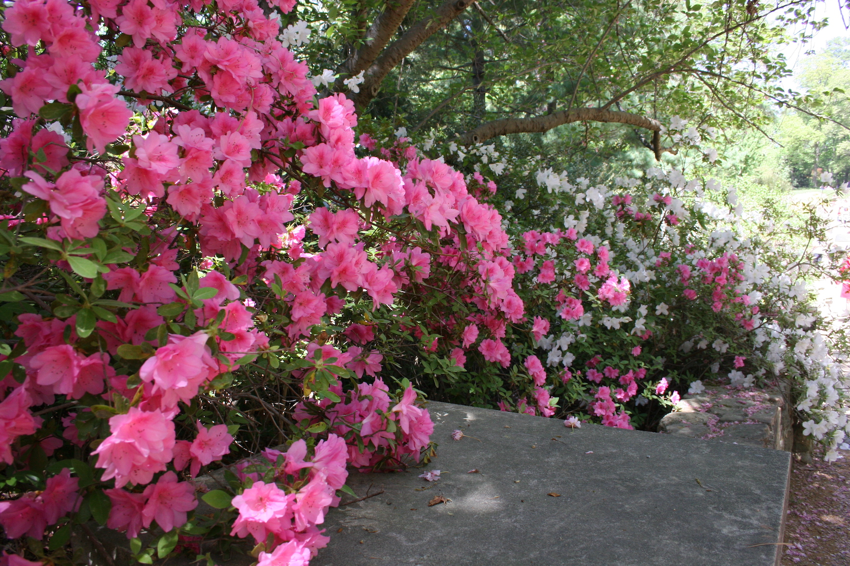 APRIL COLOR IN NORTH CAROLINA GARDENS