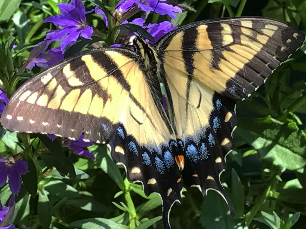 Beauty of a butterfly landing on a flower