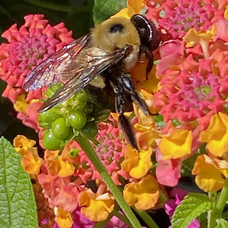 Bees at Lowe's_0006