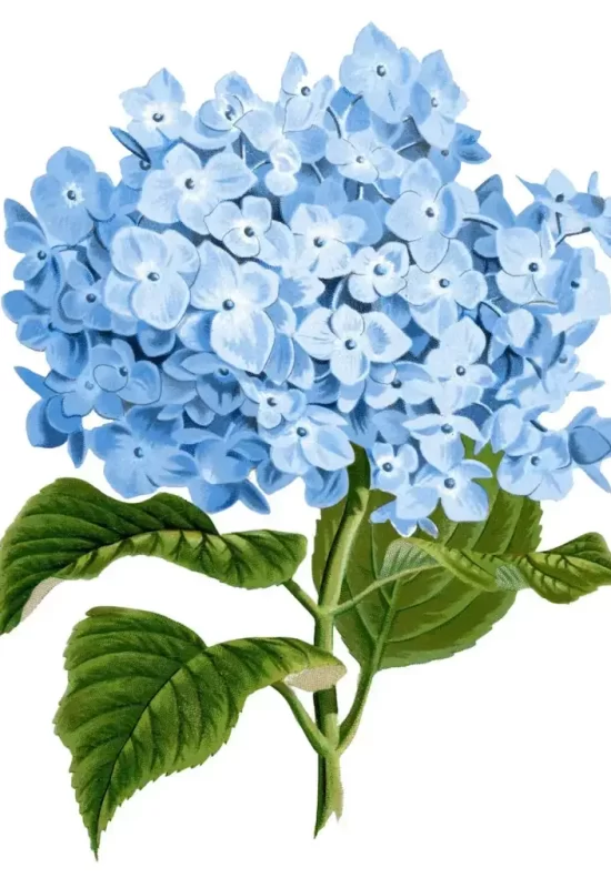 Blue-Hydrangea-Image-GraphicsFairy-1192x1536