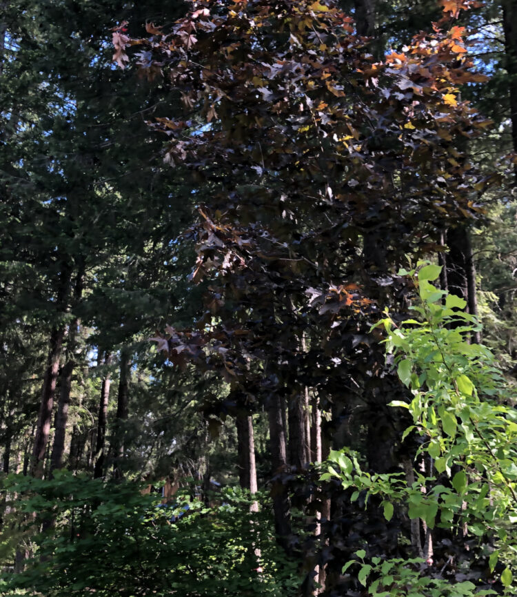 Norwegian Sentry Maple