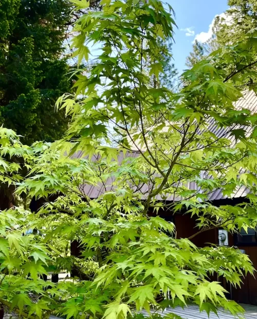 Japanese Lime Green Maple