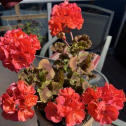 IMG_3033