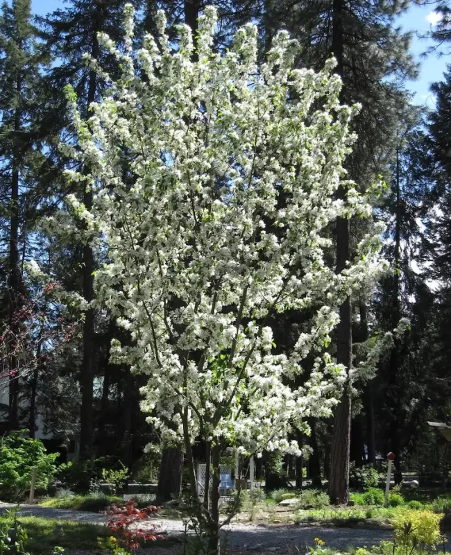 Spring Snow Crabapple
