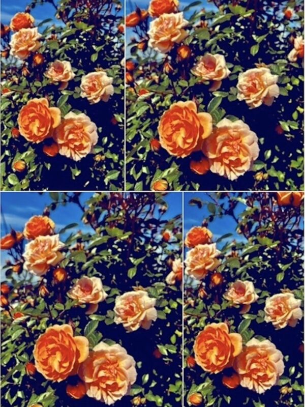 Peach roses