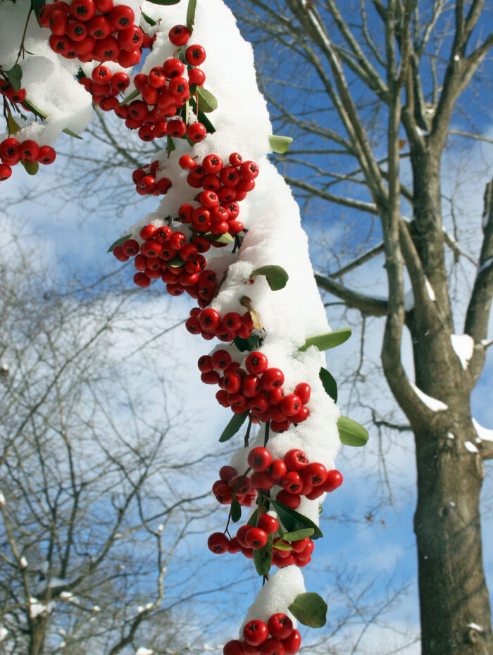 Red berries in snow