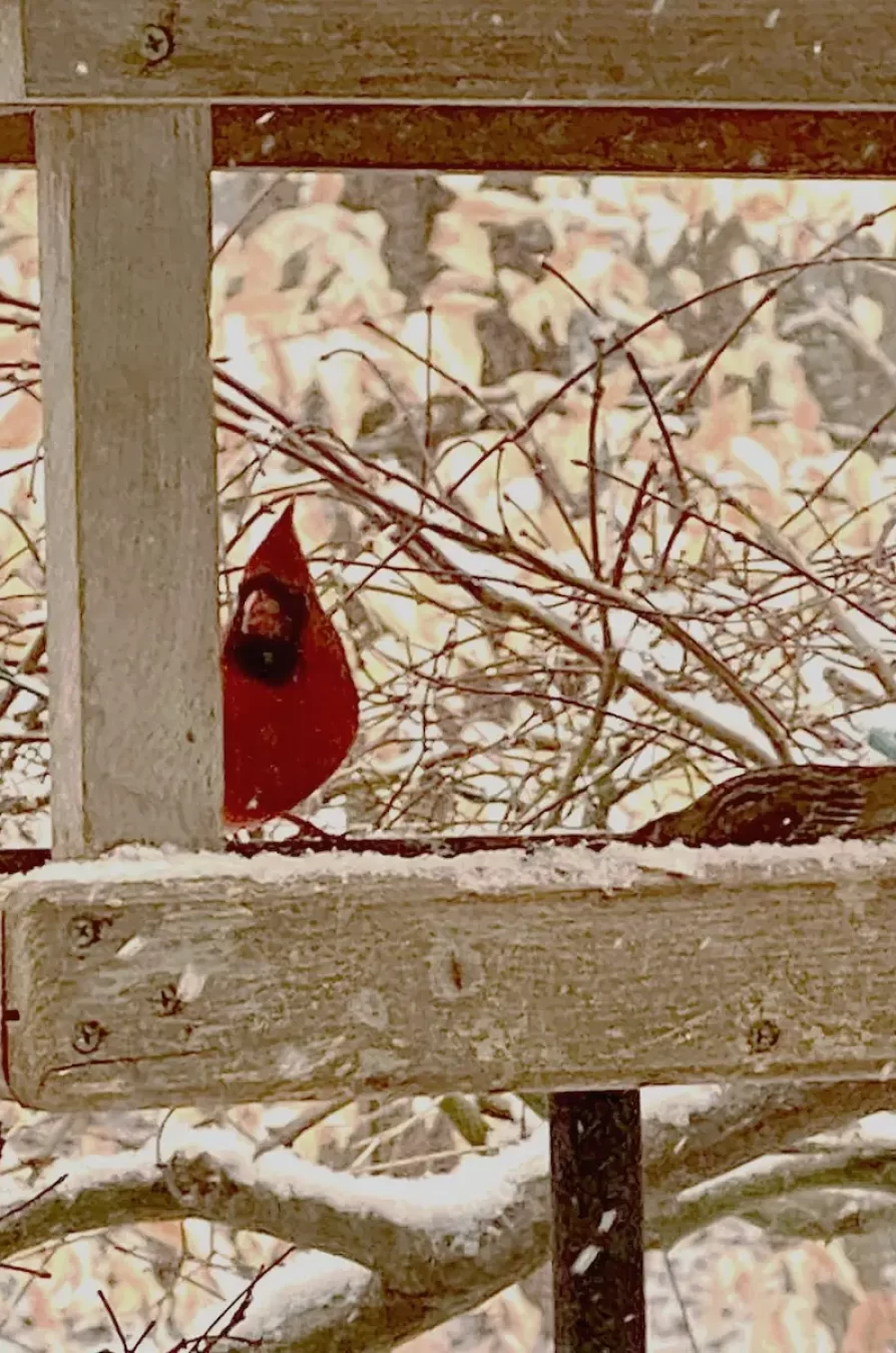 Snow Jan-Feb - 2025_8312