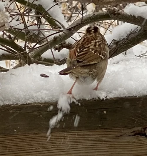 Snow Jan-Feb - 2025_8318