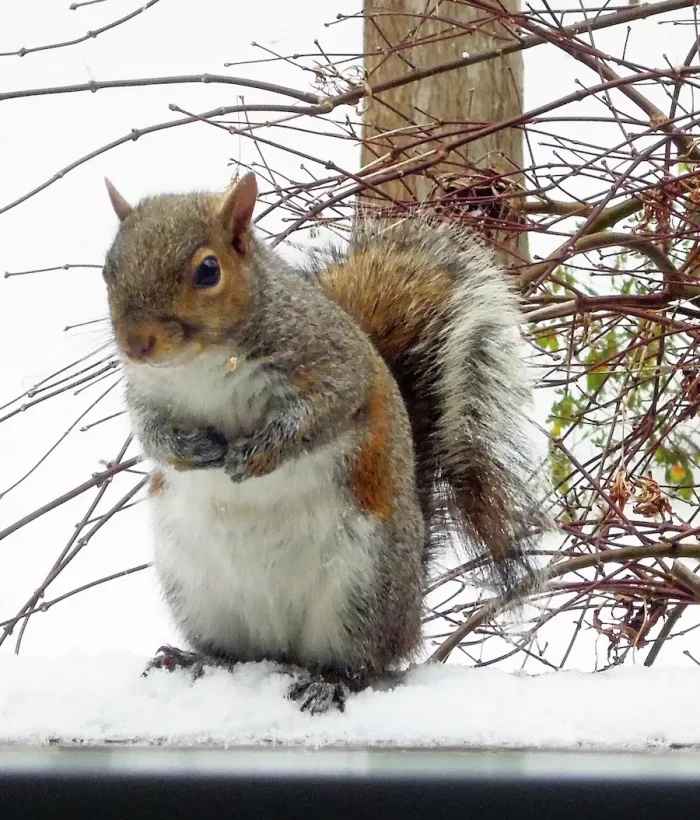 Snow Jan. 2016_0023_edited-1
