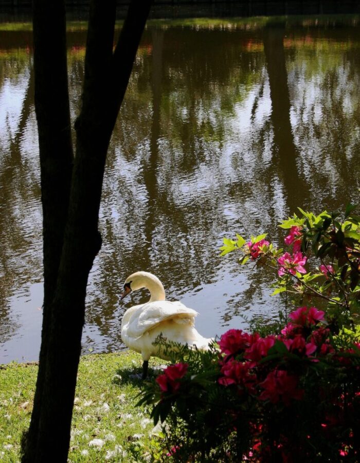 Swan by river