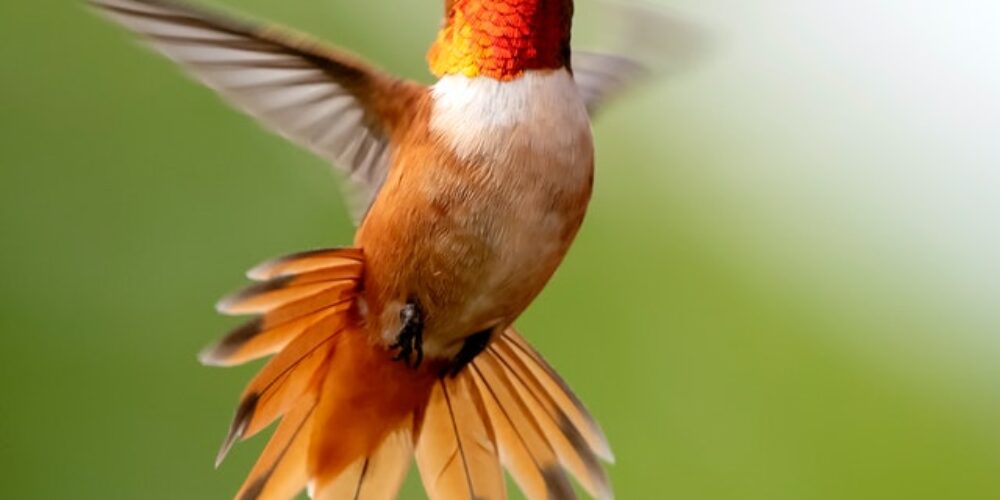 focus-photography-of-flying-hummingbird-2629372