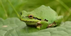 pacific-tree-frog-1
