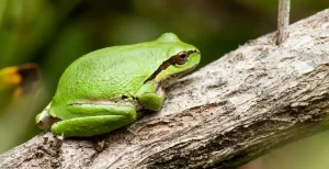 pacific_tree_frog1